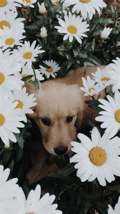 Goldenretriever Flowers Cute Funny Animals Funny Dogs Animals And