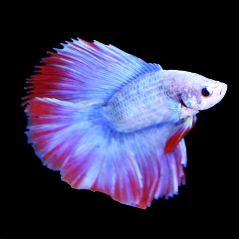 The Male Halfmoon Betta Or Siamese Fighting Fish Is Best Known For