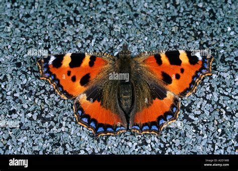 Small Tortoiseshell Butterfly Aglais Urticae Hibernating Indoors Uk