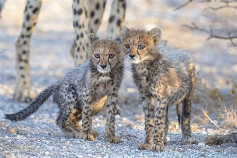 Remembering Cheetahs Idube Photo Safaris