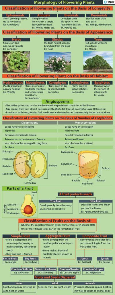 Le Fruittypes De Fruits Définition Classification Composite