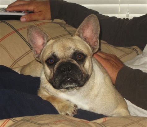 Akc champion bloodlines, vet checked, current on shots. French Bulldog Puppies - AKC French Bulldogs For Sale to ...