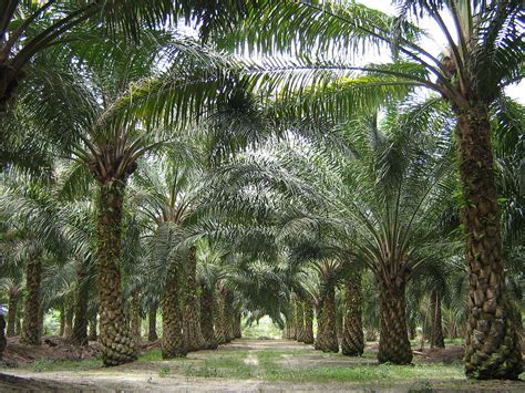 Official facebook page of malaysian palm oil board (mpob). Palm oil production in Malaysia - Wikipedia