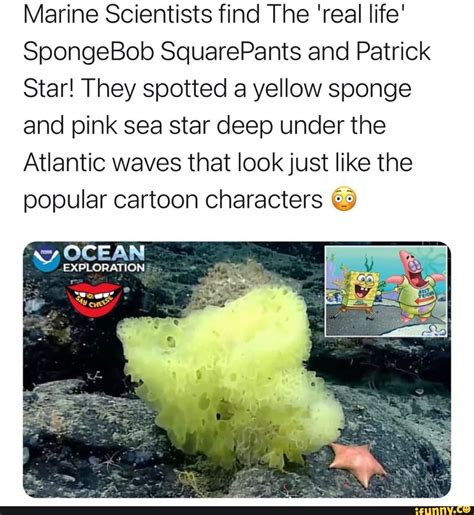 Marine Scientists Find The Real Life Spongebob Squarepants And