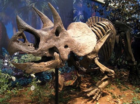 Scientist Says Triceratops Did Exist After All Blastr