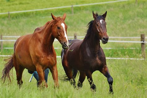 Free Images Nature Grass Meadow Prairie Play Green Herd