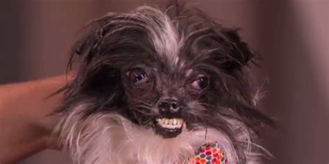 Watch The Worlds Ugliest Dog Get Primped And Pretty Well Sort Of