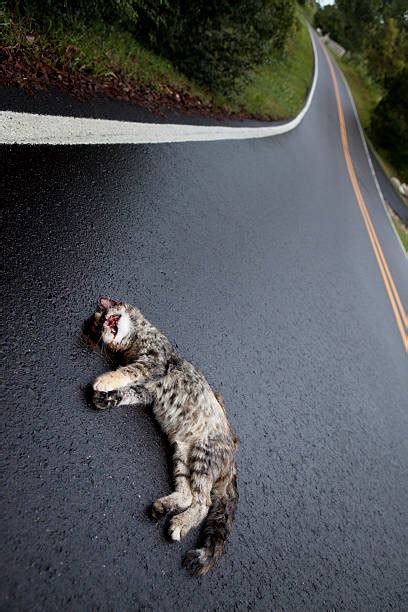 What To Do With A Dead Cat On The Road