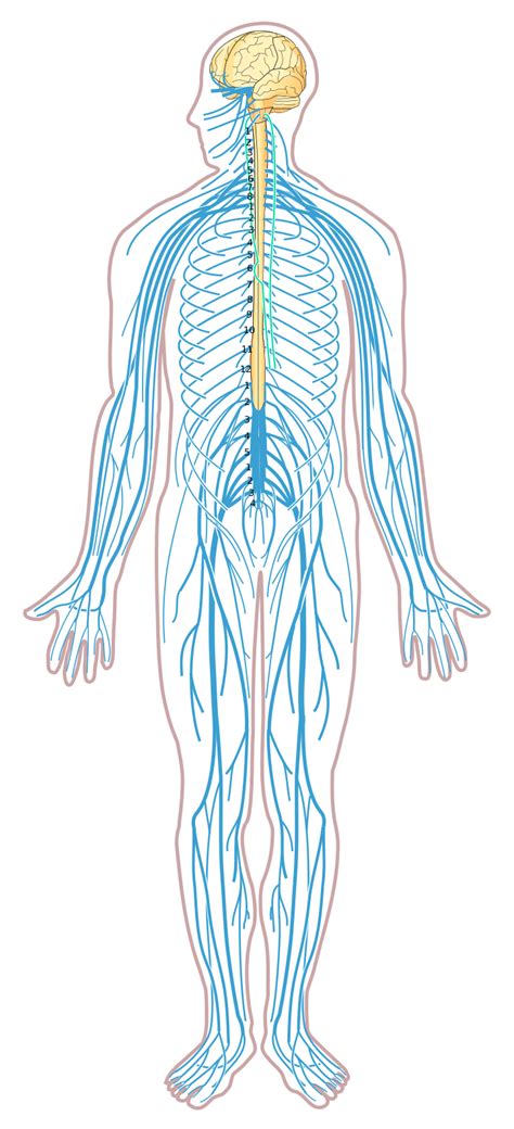 The central nervous system (cns) consists of the brain and spinal cord. File:Nervous system diagram unlabeled.svg - Wikimedia Commons