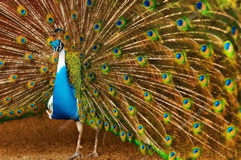 Sí, te estamos haciendo seo negativo (100% gratis y efectivo) Fotos: d pavo real | Aves, animales. Pavo real plumas ampliado. Tailandia, Asia — Foto de stock ...