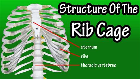 Structure Of The Rib Cage How Many Ribs In Human Body What Is The Sternum YouTube