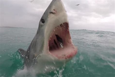 It is notable for its size, with larger female individuals growing to 6. Watch: Shark offers view inside its mouth in spectacular ...