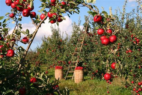 Islamabads First Fruit Garden Opens For Public