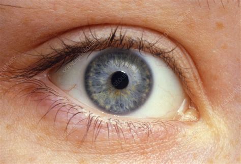 Womans Eye With Contacted Pupil Stock Image P4200008