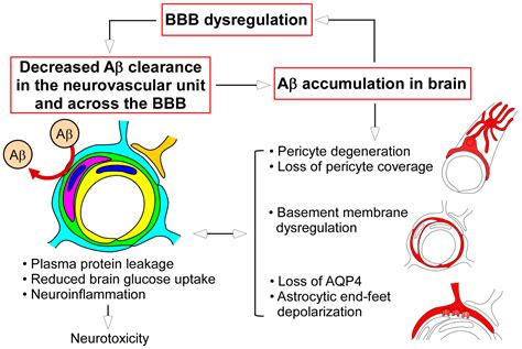 Ijms Free Full Text Blood Brain Barrier Dysfunction And The