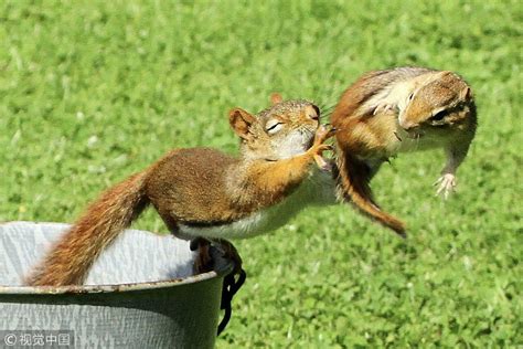 Squirrel Vs Chipmunks Fight For Food China Plus