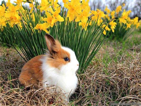 Spring Cuccioli Di Coniglio Animali Immagini