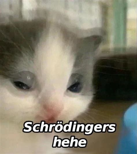 Schrödingers Hehe Hehe Cat Know Your Meme