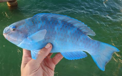 Florida Saltwater Fish Id Help Needed Identification