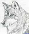 how to draw a wolf head, mexican wolf step 8 Wolf Drawing Easy, Husky ...