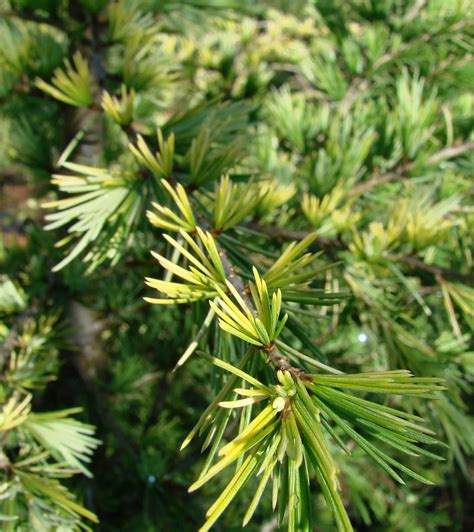 Cedrus Deodara Gold Cone The Site Gardener