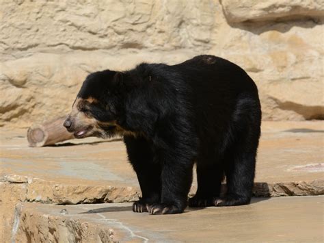 The Online Zoo Spectacled Bear