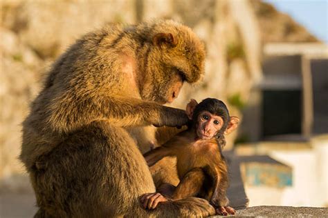 Berber Monkey Stock Photos Pictures And Royalty Free Images Istock