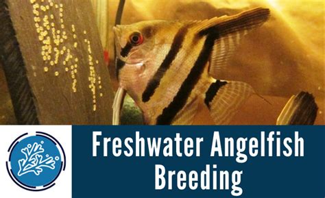 Freshwater Angelfish Care Guide Water Conditions Diet Tank Mates