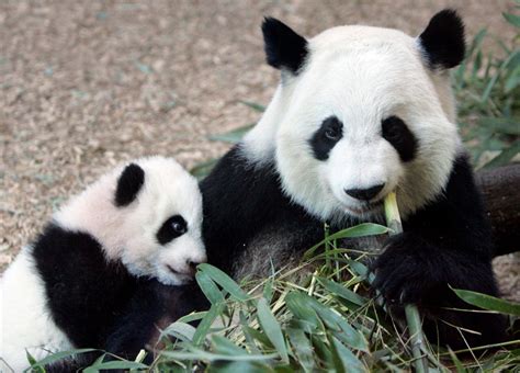 Giant Panda At Atlanta Zoo Pregnant With 4th Cub Ctv News