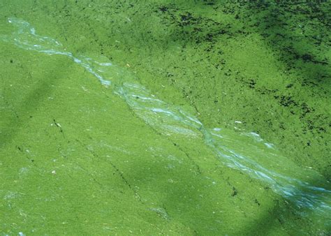 Cyanobacteria Algae