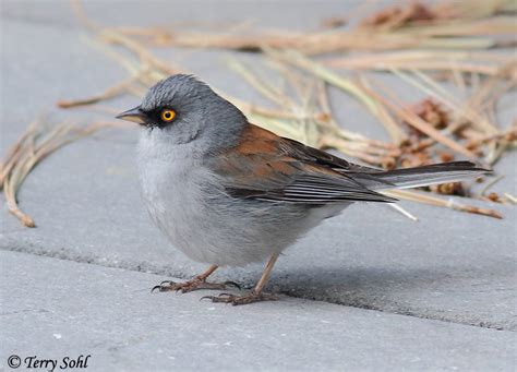 Yellow Eyed Junco Photo Photograph Picture