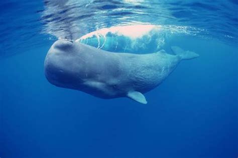Blue Whale Animals Monterey Bay Aquarium