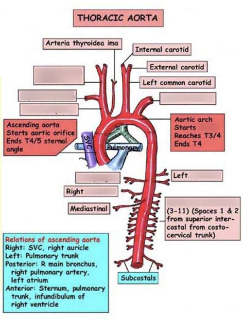 Thoracic Aorta Branches Diagram Quizlet