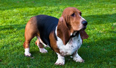 Basset Hound Breed Facts And Information Petcoach