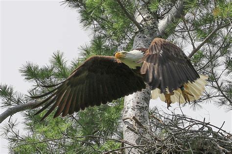Mom Taking Off Photograph By Debbie Storie Fine Art America