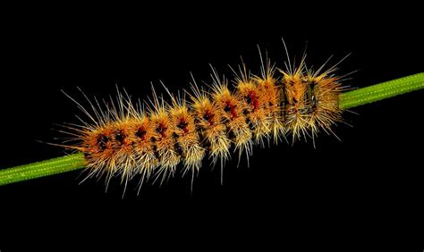 17 Species Of Poisonous Caterpillars Found Around The World Outforia