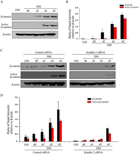 Kindlin 2 Mediates The Activation Of B Catenin Idifferentiation A