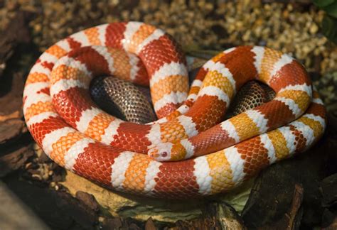 If you've been bitten by a snake, get medical help right away. 6 beautiful pictures of colorful non-venomous... | QuizzClub