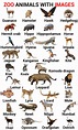 Zoo Animals List, Zoo Animals Names, Rare Animals, Animals And Pets ...