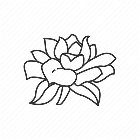 Gardenia Flowers Drawing