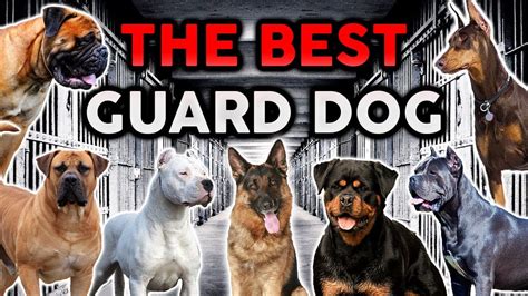 The Best Guard Dog Breed Ultimate Dog Championship Youtube