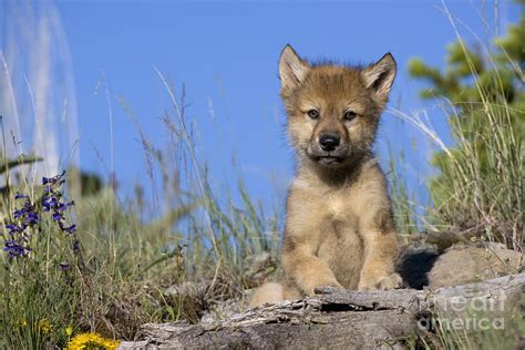 Gray Wolf Cub Photograph By Jean Louis Klein And Marie Luce Hubert Pixels