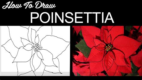 How To Draw A Poinsettia Flower Best Flower Site