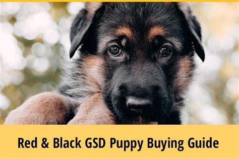 Red And Black German Shepherd Puppy Buying Guide Zooawesome