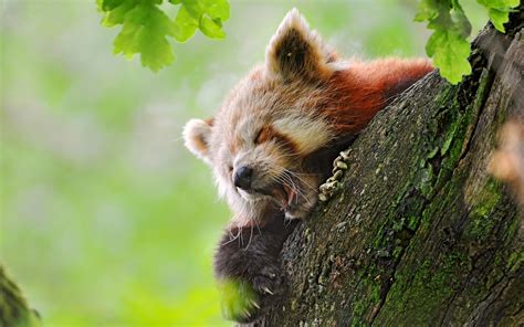 Wallpaper Branch Wildlife Red Panda Tree Fauna Mammal Hide