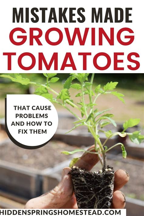 11 Tomato Problems Caused By Common Mistakes Made When Growing Tomatoes