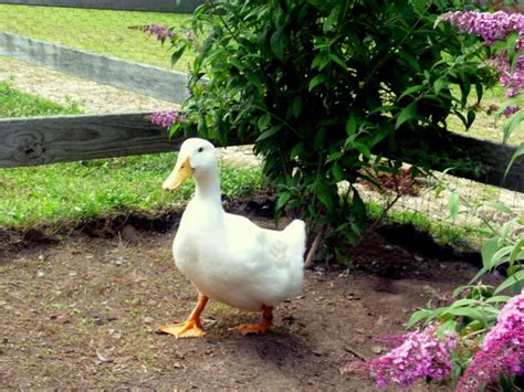 Duck facts about raising ducks, all about duck farming and keeping ducks, how to raise ducks from baby. Duck Pen Landscaping | HGTV