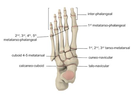Toe Bones Anatomy
