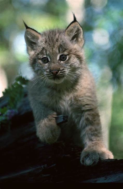 Lynx Lynx Cat Photo 27763246 Fanpop