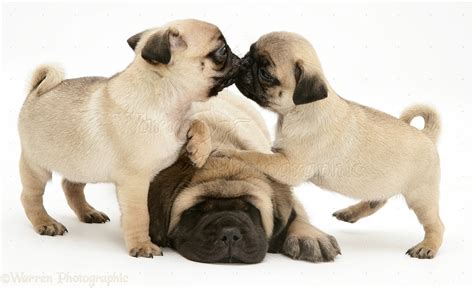 Dogs Fawn Pug Pups With Fawn English Mastiff Pup Photo Wp11665
